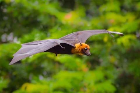 Flyingfoxes.jpg